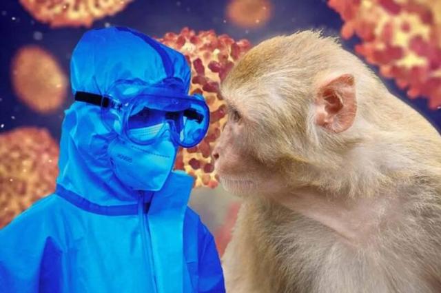 فیلم/ واژگونی کامیون حامل میمون‌های بیمار در آمریکا