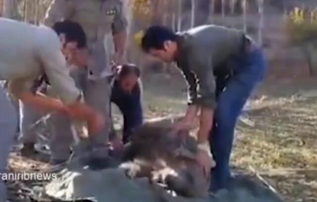 فیلم/ نجات یک قلاده خرس قهوه‌ای از تله