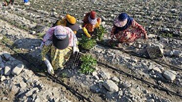 آغاز کاشت فلفل در زمین‌های کشاورزی بخش شمیل