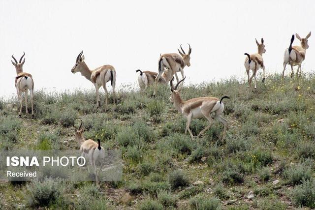 افزایش ۸ درصدی جمعیت آهو در مناطق حفاظت‌شده سرخ‌آباد و فیله‌خاصه زنجان