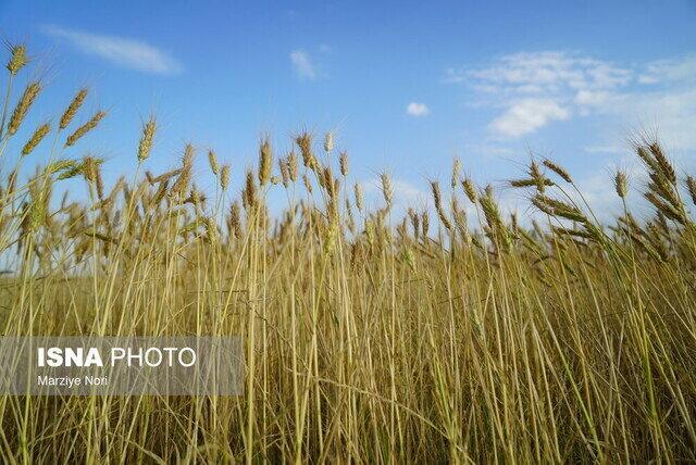 بازنگری در الگوی کشت؛ راهکار مقابله با خشکسالی در ایلام