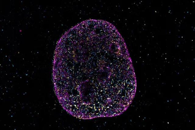 دانشمندان زبان دوم حیات را کشف کردند