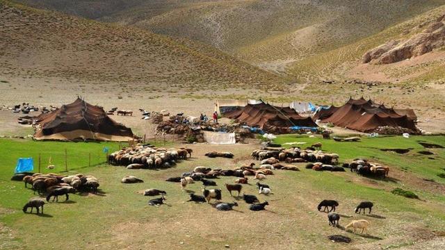 توزیع ۱۰۰ تن جو دولتی بین عشایر شهرستان‌های دنا و مارگون