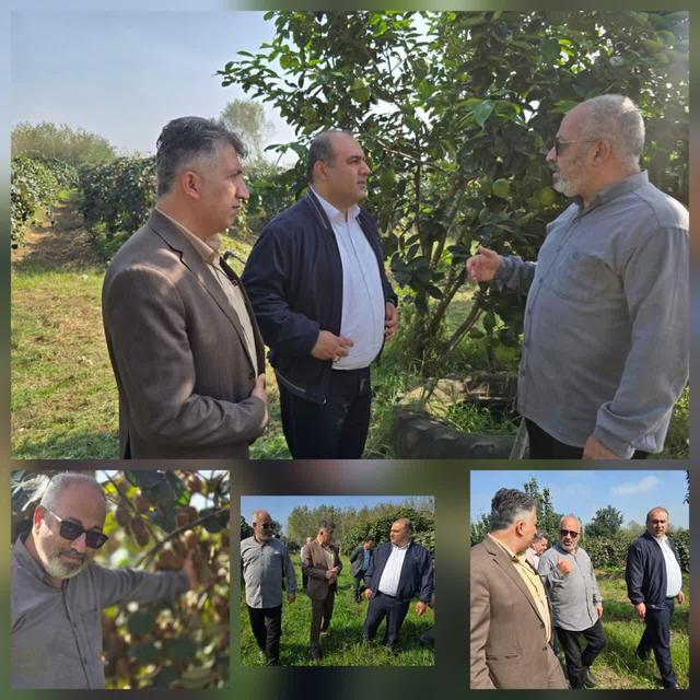 نوید سالی پربار برای باغداران لنگرودی