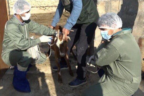 ایمن‌سازی گسترده دام‌های استان علیه بیماری‌های واگیر