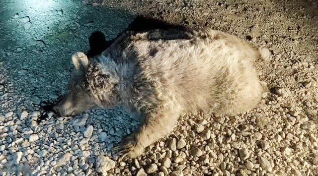 خرس قهوه‌ای در سرچهان فارس قربانی جاده‌های ناامن و خشکسالی شد