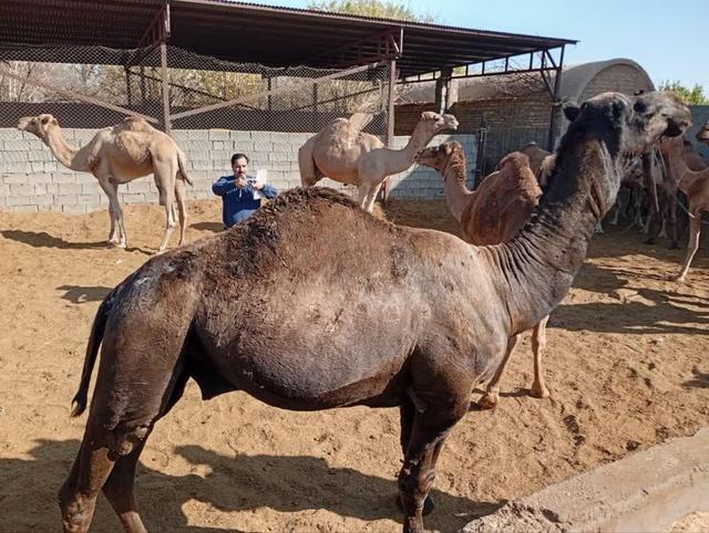عبدالحسینی‌زاده: آغاز پروژه ملی اصلاح نژاد شترهای مولد به صورت هوشمند