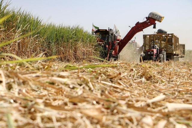 آیین برداشت نیشکر در خوزستان‌