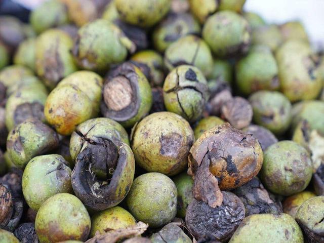 گردوی فارس ثمره ای برای مغز و اقتصاد؛ ثبت برداشت ۱۴ هزار تنی