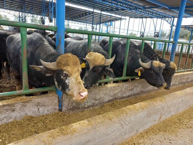 پژوهش‌های دامی ضامن پایداری گاومیش‌داری در خوزستان