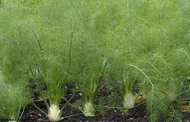 طلای سبز همدان در مسیر جهانی شدن