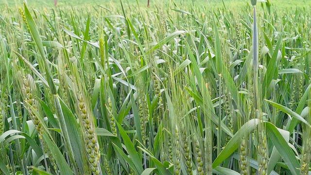 از حس خاک تا نطق نیشکر؛ چگونه فناوری نانو و هوش مصنوعی کشاورزی را دگرگون می‌کند