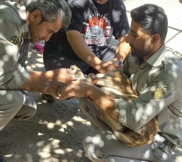 التیام دهندگان زخم های محیط زیست / خاطرات خوب در حفظ حیات وحش خلاصه می شود