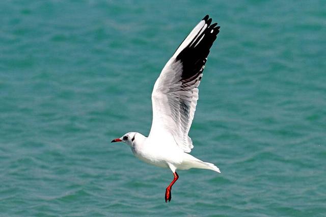 وضعیت جوی و دریایی بوشهر تا شنبه آرام است