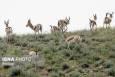 افزایش ۸ درصدی جمعیت آهو در مناطق حفاظت‌شده سرخ‌آباد و فیله‌خاصه زنجان