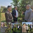 نوید سالی پربار برای باغداران لنگرودی