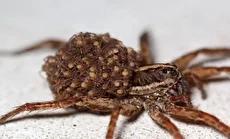 عنکبوتی که فرزندانش را به دوش می‌کشد (فیلم)