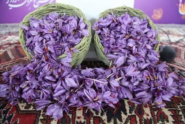 سومین جشنواره زعفران راویز رفسنجان برگزار شد