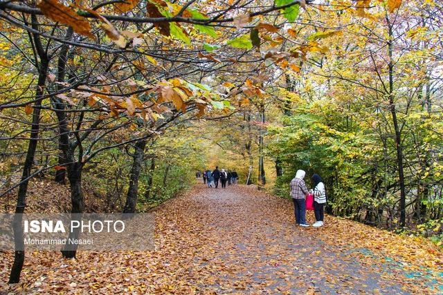 نفس عمیق در دل جنگل‌های گلستان/مسیرهای رویایی برای پیاده‌روی صبح جمعه