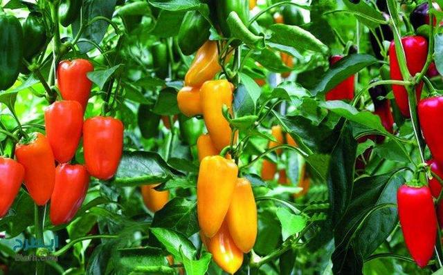 پیش‌بینی برداشت بیش از ۱۳ هزار تن محصولات گلخانه‌ای در زهک