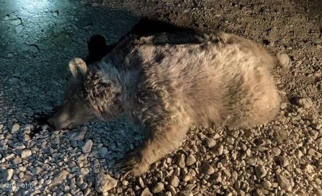 تلف شدن یک قلاده خرس قهوه‌ای نابالغ در شهرستان نور