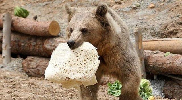 حمله خرس به کوهنورد در ارتفاعات میرگه‌چکو پیرانشهر