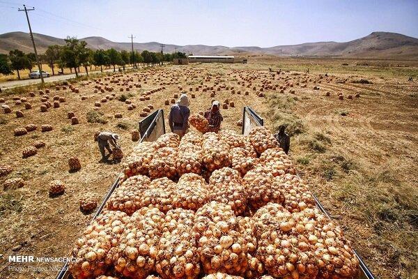 اینفوگرافیک؛ استان کرمانشاه قطب نوظهور تولید پیاز در غرب کشور