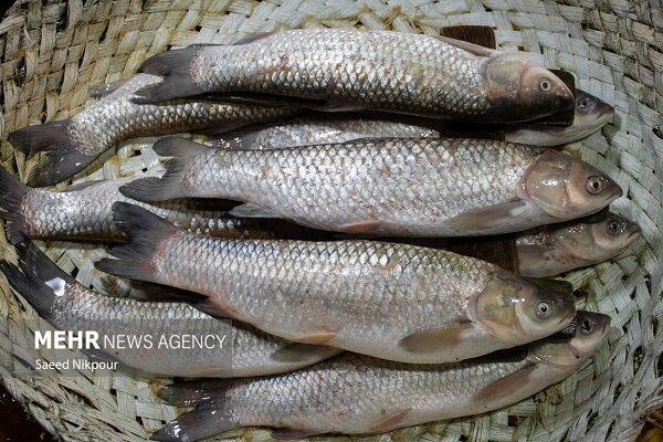 معاون شیلات ایران: تولید بیش از یک‌ونیم میلیون تن آبزی در کشور