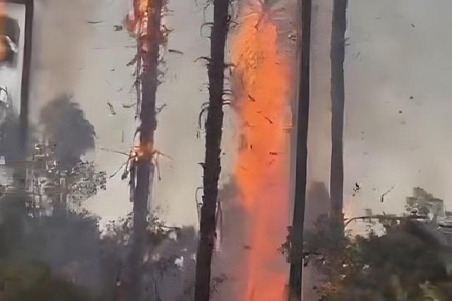 ۷ درخت نخل تزئینی در چشمه بلقیس چرام طعمه حریق شد