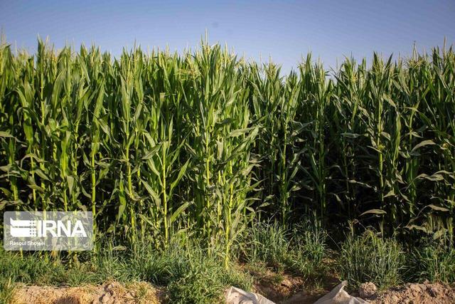 "زنبور براکون" در نبرد با "کرم برگ‌خوار"؛ پیروزی طبیعت در مزارع ذرت کرمان+فیلم