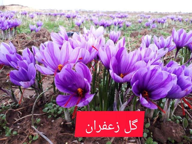 فیلم| طلای سرخ گلستان در فصل برداشت؛ تداوم خام‌فروشی زعفران به واسطه‌گران