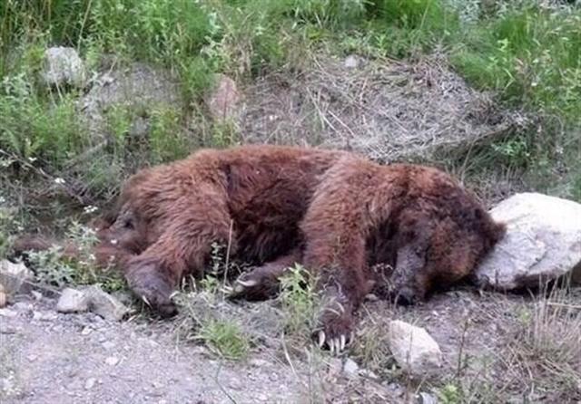 مرگ خرس قهوه‌ای بر اثر تصادف در فارس