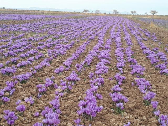 کاهش ۸۸ درصدی تحویل روزانه گل زعفران فاروج خراسان شمالی