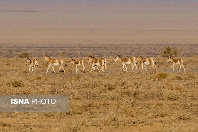 از گور برخاسته؛ نجات گورخر ایرانی در کویر سوزان