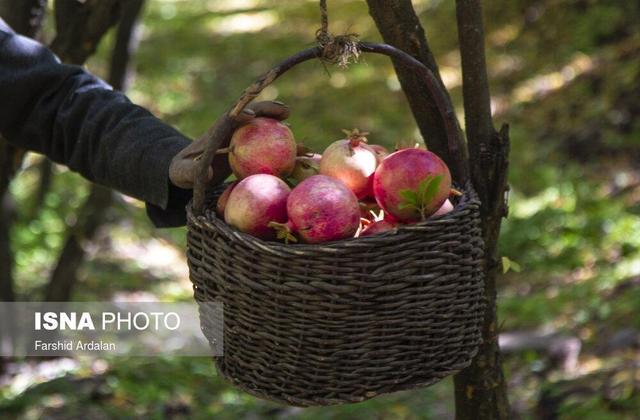 بوی حرم در باغ