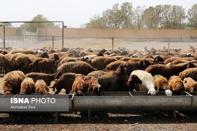 تب برفکی عامل قتل عام گسترده دام‌ها در برخی استان‌ها شد