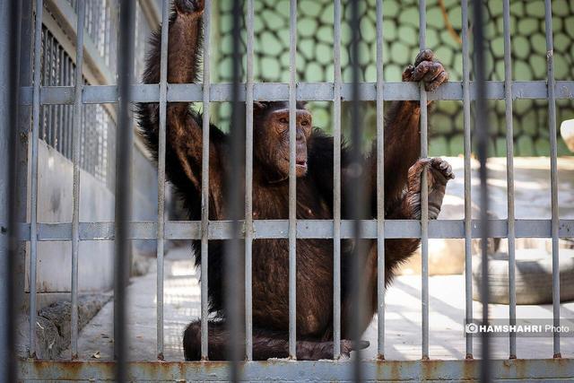 رایگان شدن باغ وحش ارم در این تاریخ