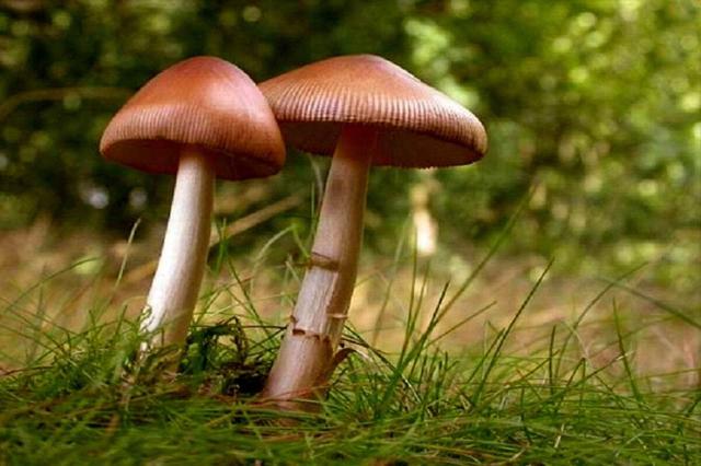 قارچهای روییده در طبیعت؛ زیبایی خطرناک پاییز و زمستان