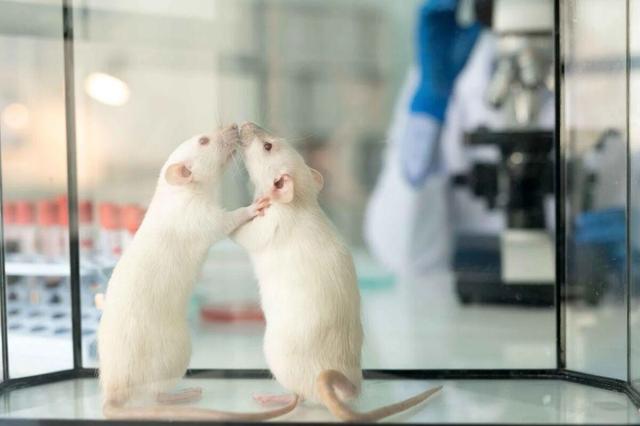 پایان نگرانی حیوانات آزمایشگاهی؛ هوش مصنوعی، ناجی آن ها شد