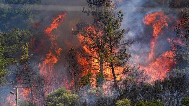 آتش سوزی درجنگل‌های چالوس