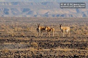 تصاویر| پارک ملی کویر؛ امید گور ایرانی