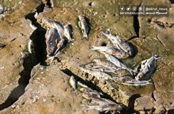 تصاویر| مرگ دسته‌جمعی ماهی‌ها در سد عبدل آباد بجنورد