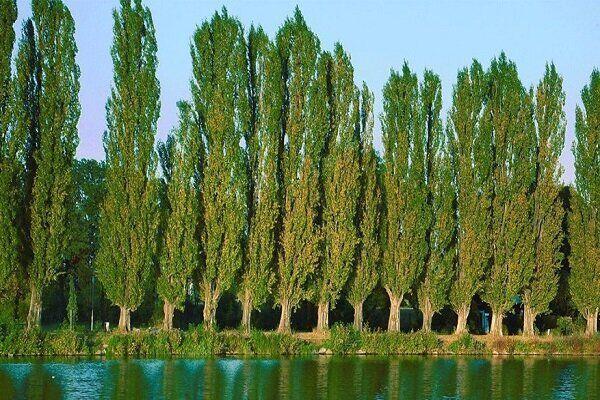 قطع درختان صنوبر در منطقه جنگلی چمستان با مجوز قانونی انجام شد