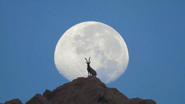 کوه دوباره نفس کشید؛ حفاظت جوانان از بلندترین قله استان بوشهر