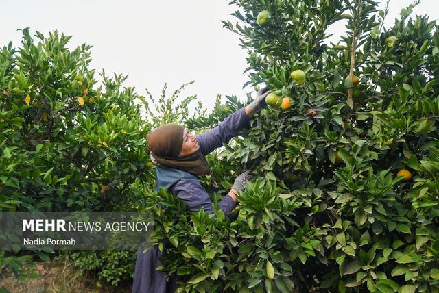 برداشت نارنگی از باغات هاشم‌آباد گرگان