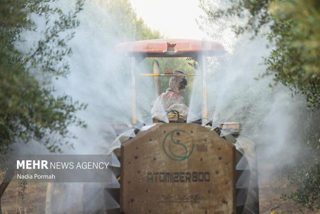 برداشت زیتون از باغات علی آباد کتول