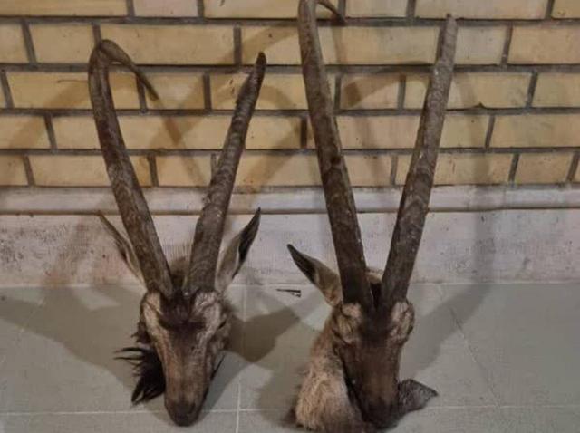 متخلفان شکار غیرمجاز در دشتی دستگیر شدند