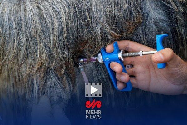 واکسیناسیون ۵۹ میلیون رأس دام در کشور انجام شد