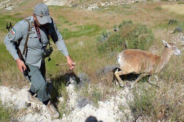 قلب‌هایی که برای مرال و گوزن می تپد