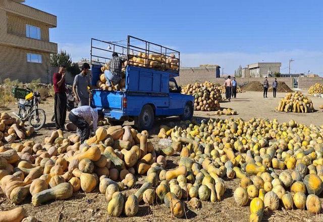 فیلم | قانزالی بزرگترین روستای تولید کننده کدو حلوایی